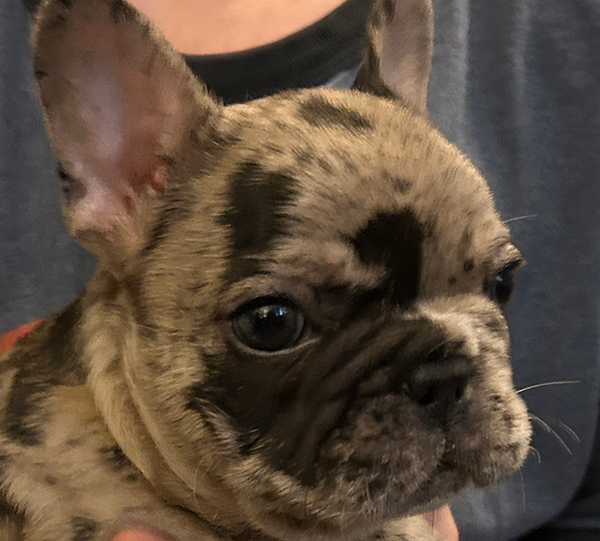 AKC FEMALE FRENCH BULLDOG PUPPY