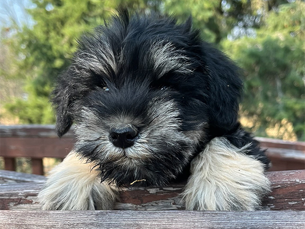 AKC REG. MINI SCHNAUZERS