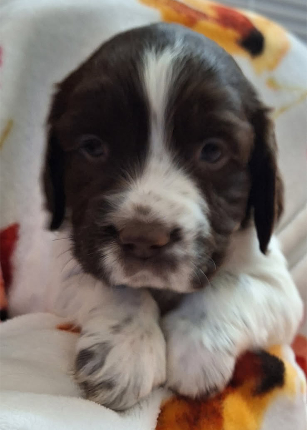 ENGLISH SPRINGER SPANIEL PUPPIES