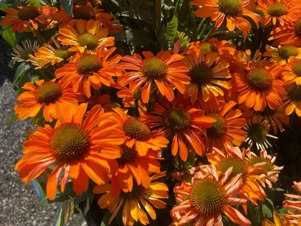 SCOTTS FAMILY TREE NURSERY END OF SUMMER SELL DOWN