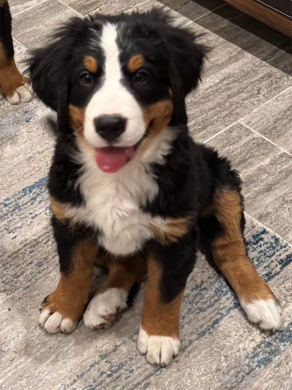 AKC BERNESE MOUNTAIN DOG PUPPIES