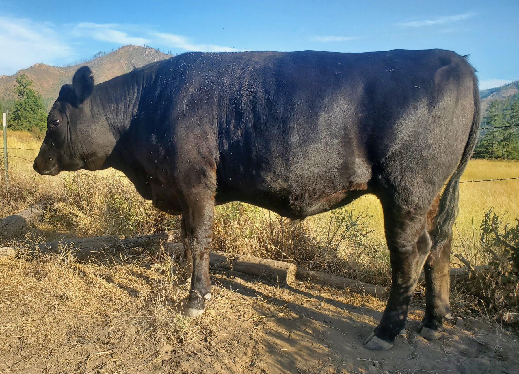 3 ANGUS STEERS TO CHOOSE FROM