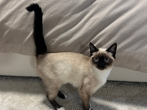 RAGDOLL/ SIAMESE MIX