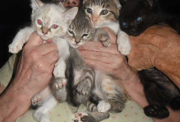 6 WEEK ADORABLE KITTENS BORN ON JULY 15,
