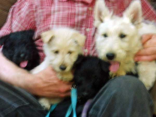 AKC REG. SCOTTISH TERRIER PUPPIES