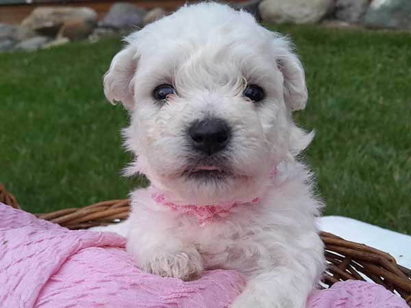 AKC BICHON FRISE PUPPIES 