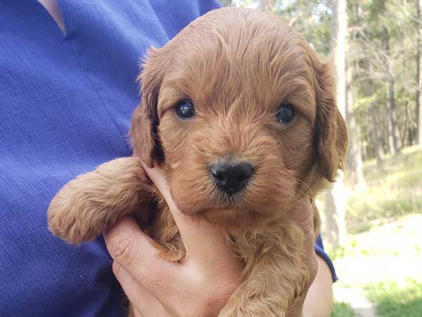 CAVAPOO PUPPIES