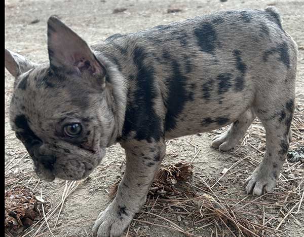 AKC FEMALE FRENCH BULLDOG PUPPY
