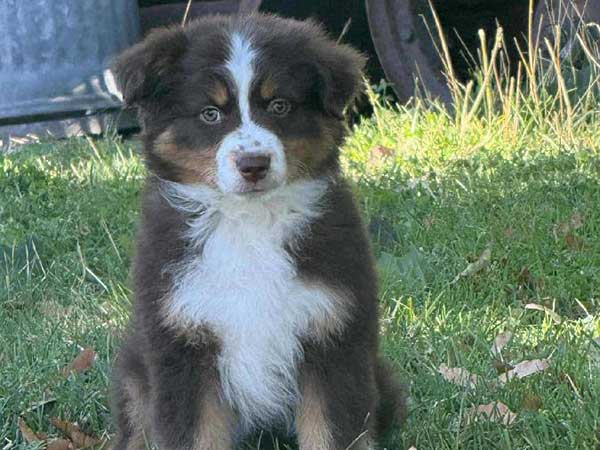 AKC REG. MINI AMERICAN SHEPHERD