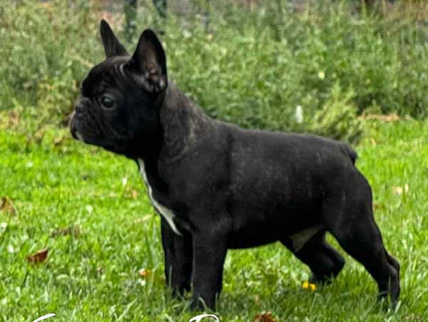 AKC REG. FRENCHIES