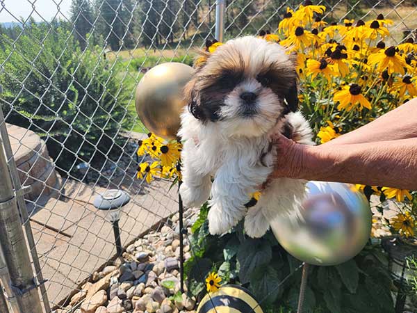 MALTE-TZU PUPPIES