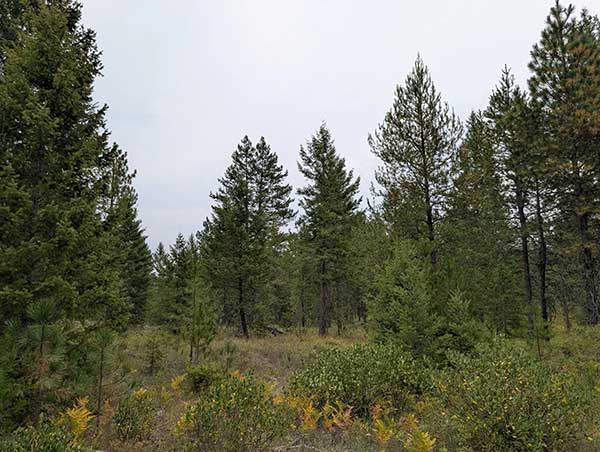 3 & 7 ACRE PARCELS MINUTES FROM DIAMOND LAKE