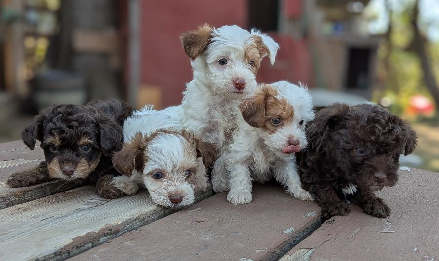 CKC REG. YORKIE POO PUPPIES
