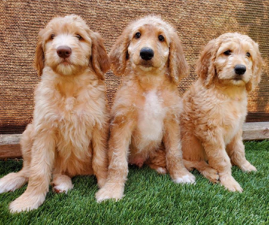 SWEET GOLDEN DOODLES