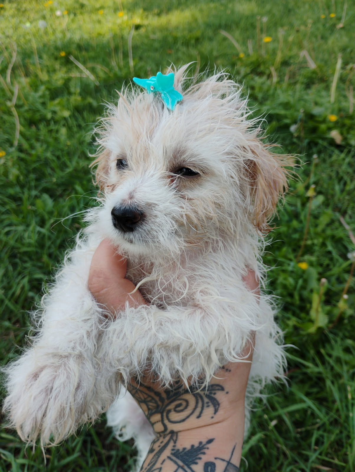 MINI YORKIEPOO PUPPIES