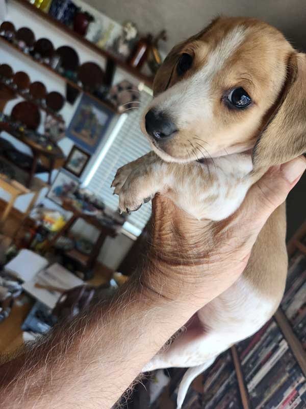 AKC MINIATURE DACHSHUND MALE PUPPY