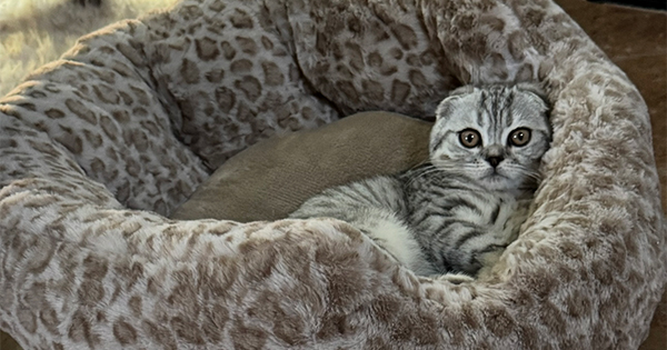 PUREBRED MALE SCOTTISH FOLD