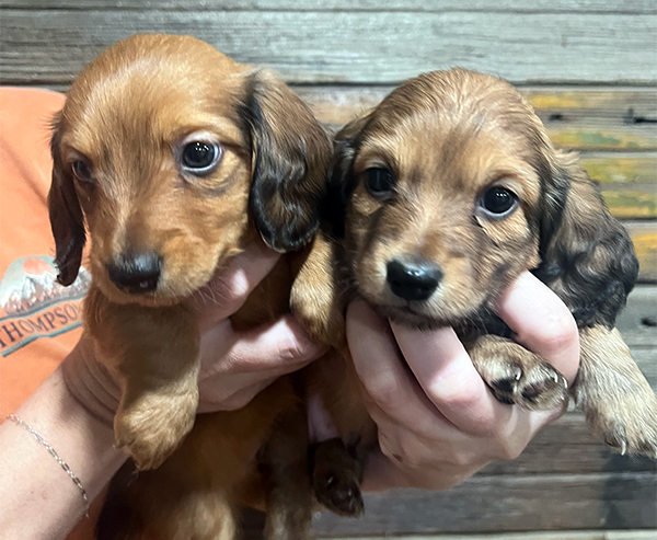 MINI LONG HAIRED DACHSHUND PUPPIES