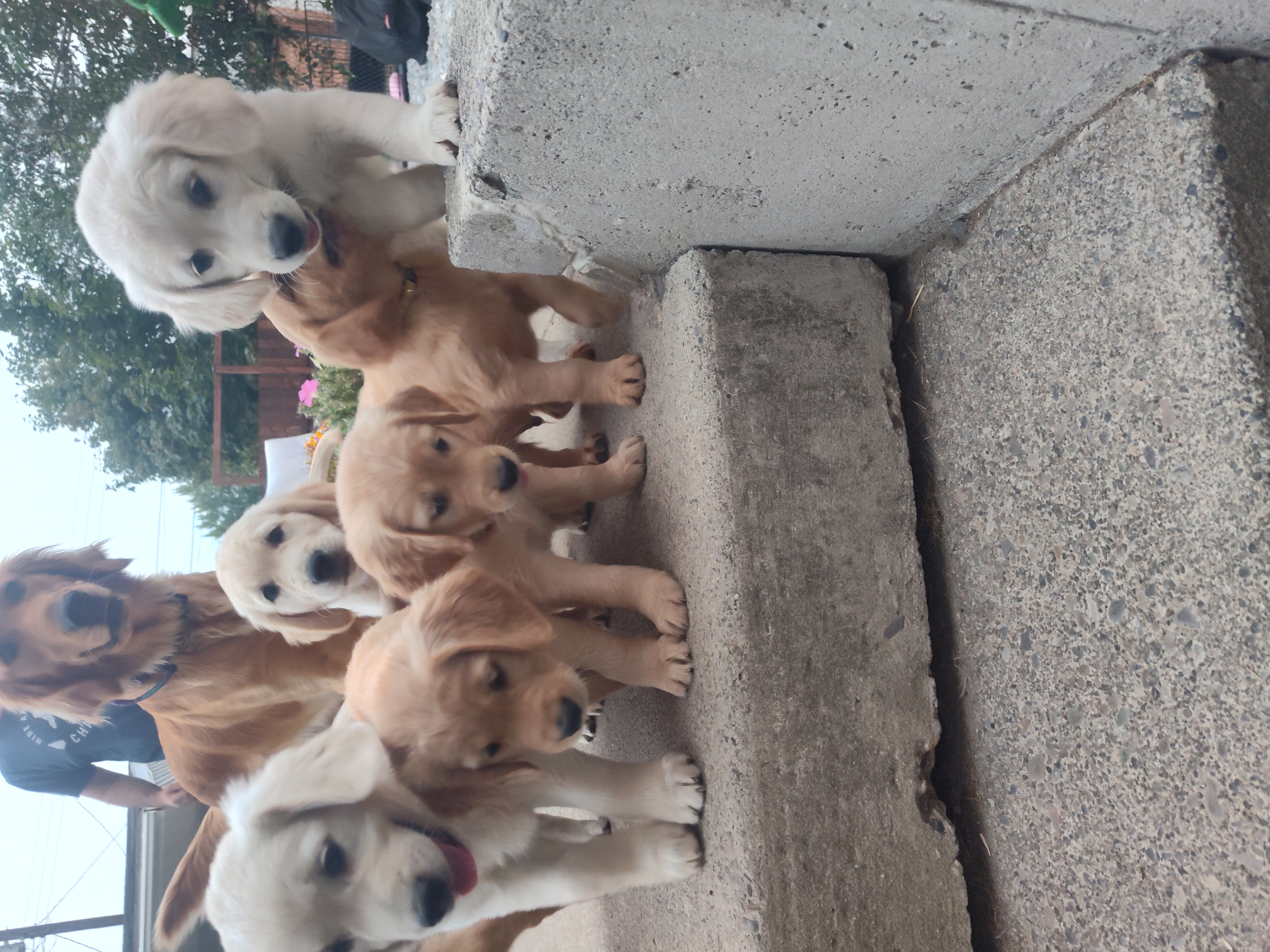 AKC GOLDEN RETRIEVERS