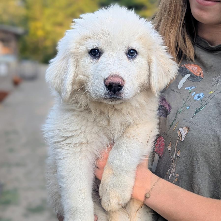LIVESTOCK GUARDIAN PUPPIES