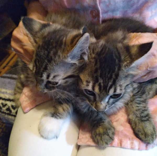 RAGDOLL KITTENS 