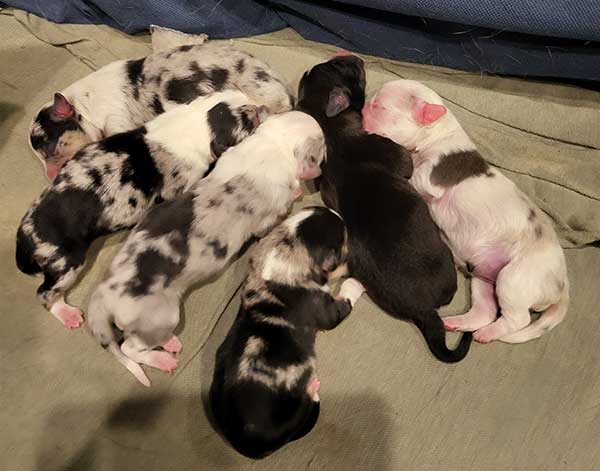 3/4 CORGI, 1/4 MINI AUSSIE PUPPIES 