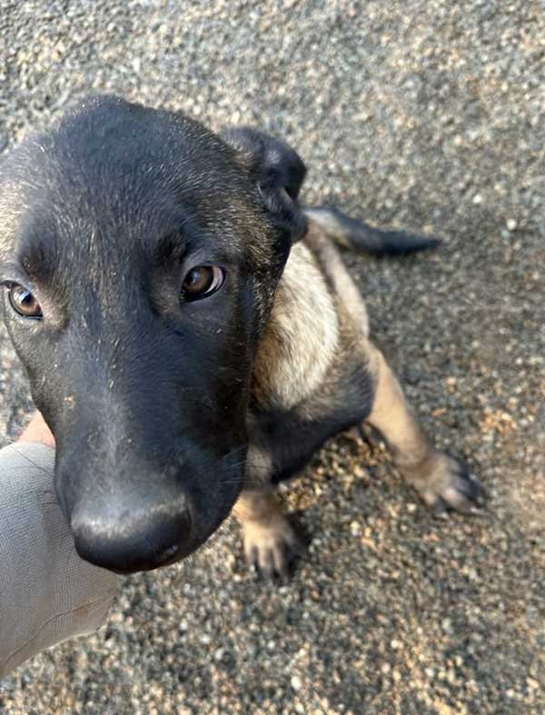 PUREBRED BELGIAN MALINOIS PUPPIES