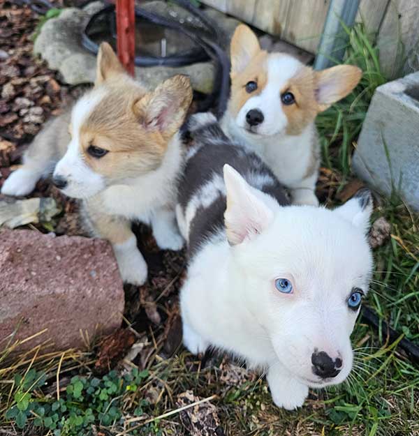 3 AUGGIE PUPPIES