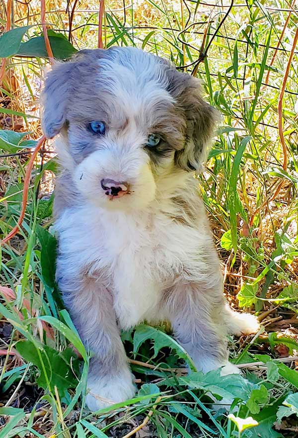 MINATURE AUSSIEDOODLE PUPPIES