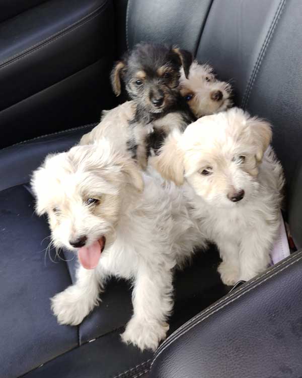 MINI YORKIEPOO PUPPIES