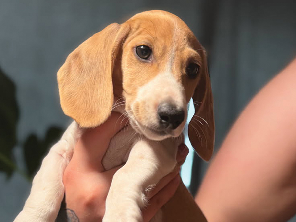 AKC MINIATURE DACHSHUND MALE PUPPY