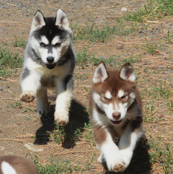 10 HUSKY PUPPIES