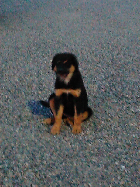 BERNESE MOUNTAIN DOG MIX PUPPIES