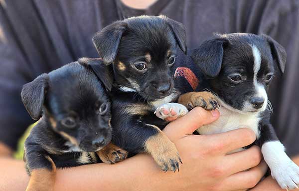 CHIHUAHUA, PUG, COCKAPOO & MORE MIX PUPPIES