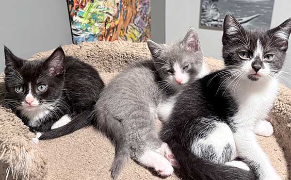 RAGDOLL KITTENS
