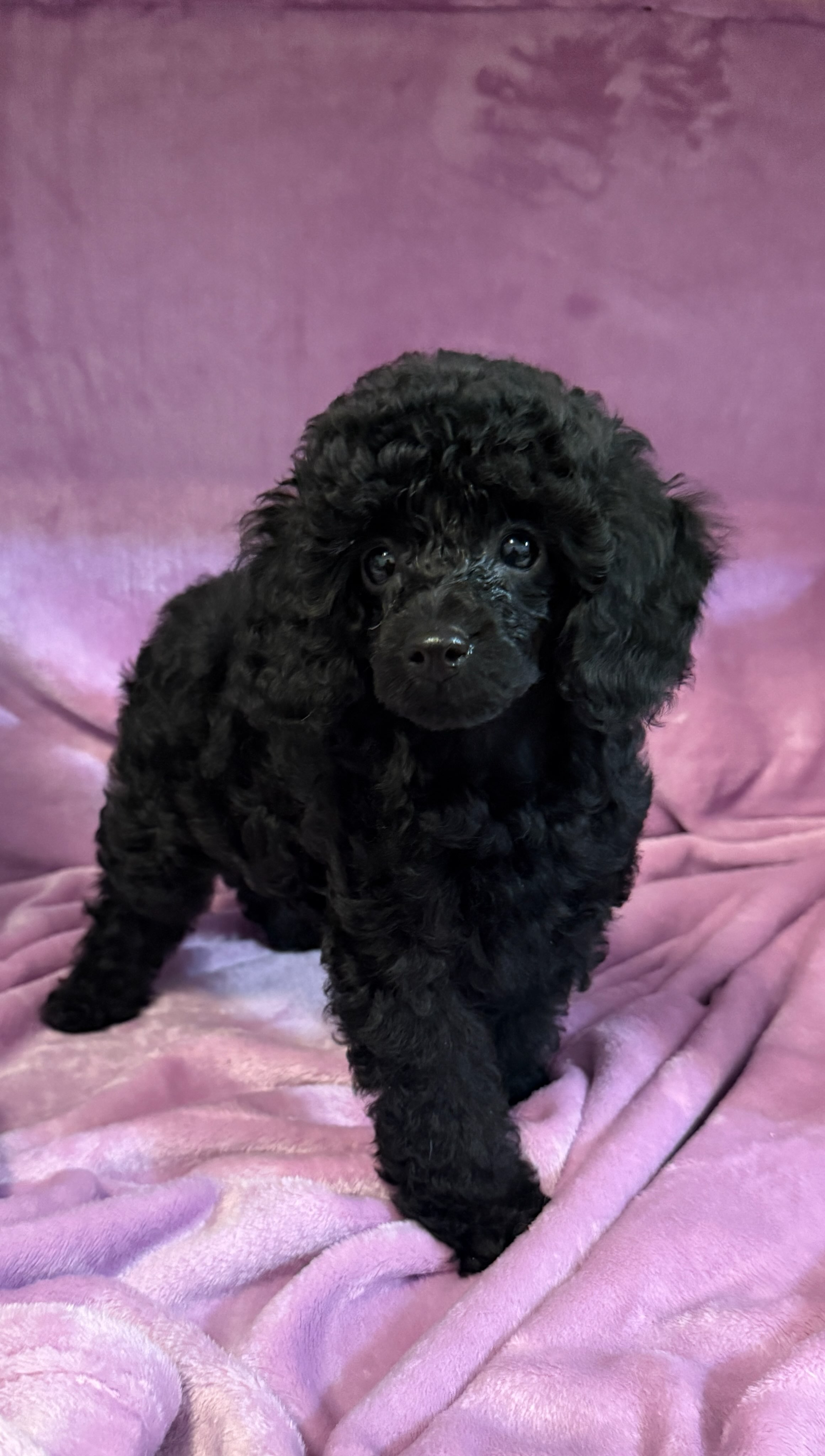 AKC MINI TOY POODLE PUPPIES