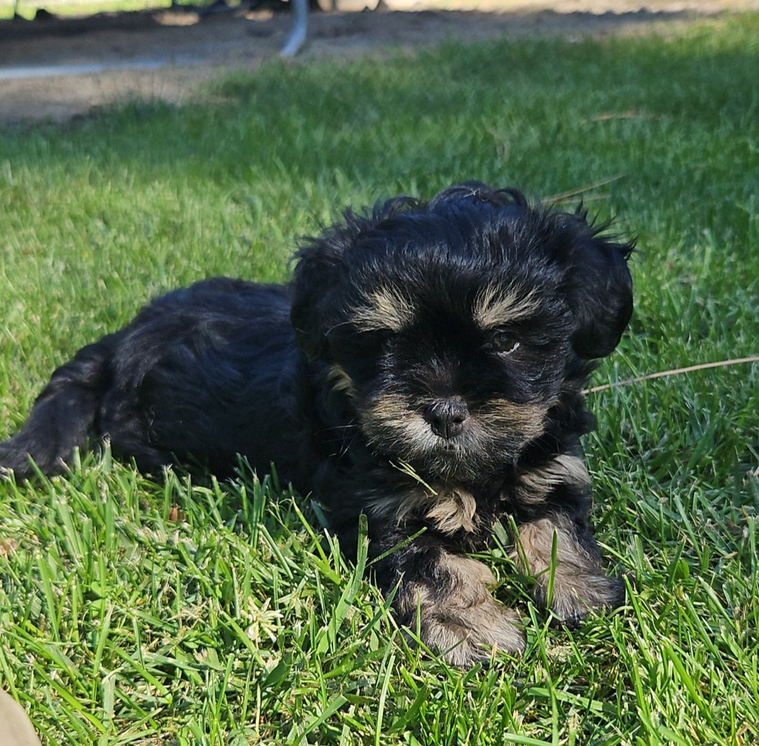 SHIH TZU/ POMCHI MIXES