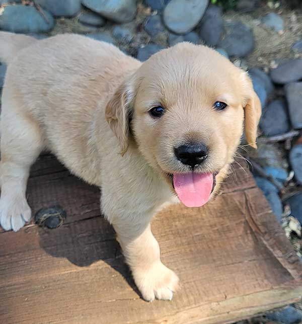 AKC GOLDEN RETRIEVER PUPPIES