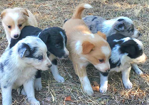 BORDER COLLIE PUPPIES, REGISTERED PARENTS