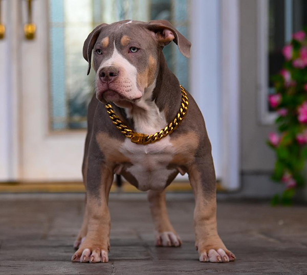 PUREBRED XL & XXL AMERICAN BULLIES FOR SALE & REHOMING