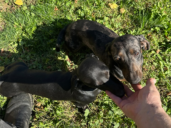 MINIATURE DACHSHUND PUPPIES