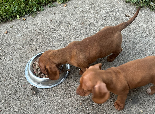 MINIATURE DACHSHUND PUPPIES