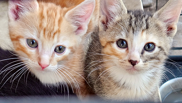SEVEN BEAUTIFUL KITTENS