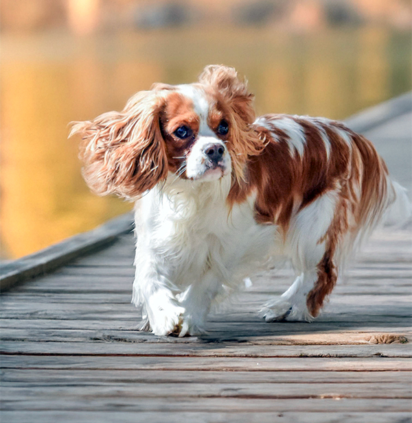 FOR STUD: CAVALIER, KING CHARLES SPANIEL BOYS AVAILABLE