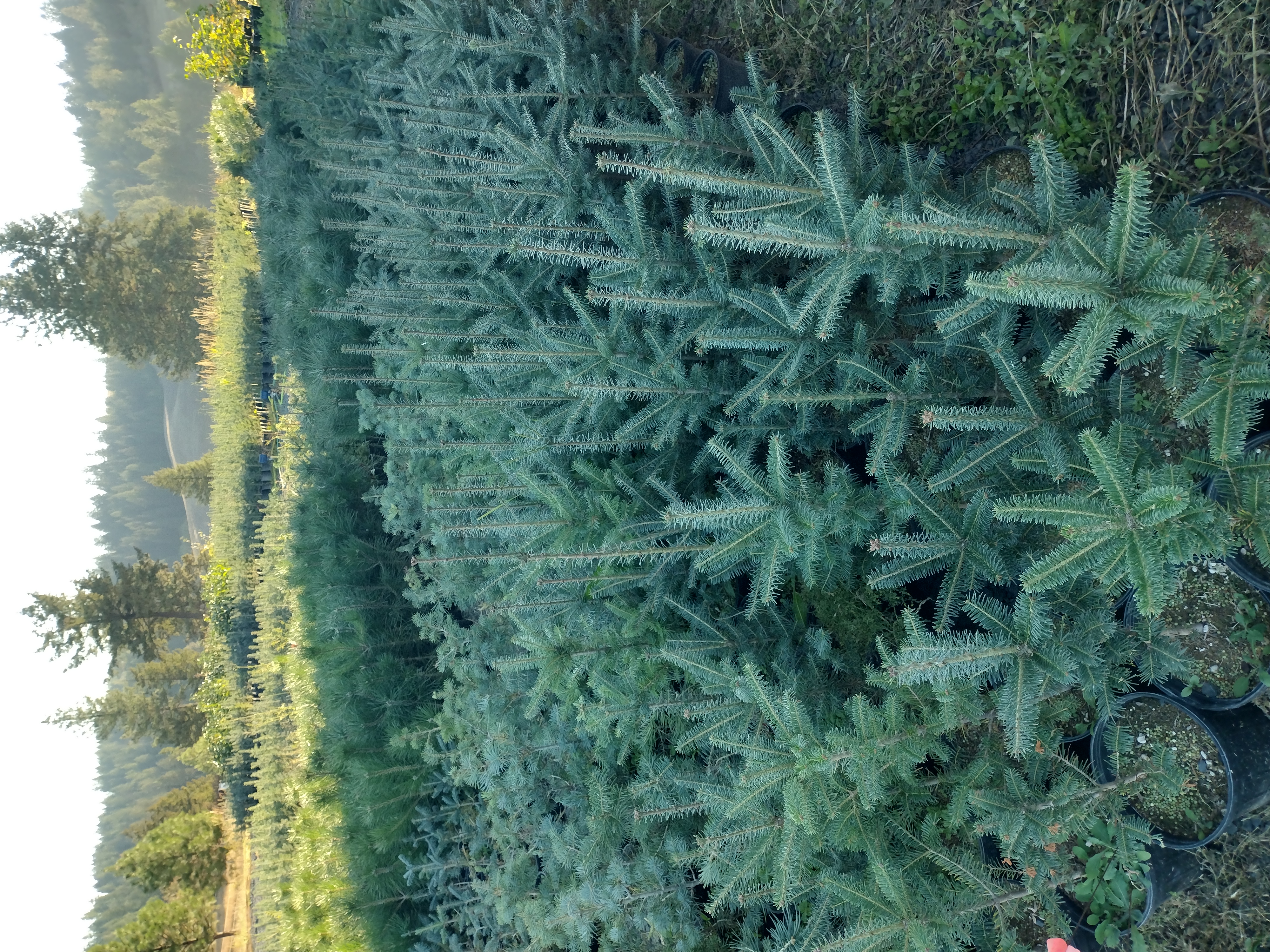 1 GALLON POTTED CONIFERS & HARDWOODS