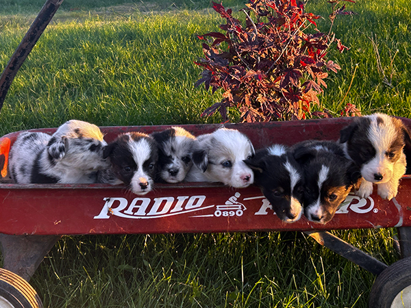 CORGI PUPPIES