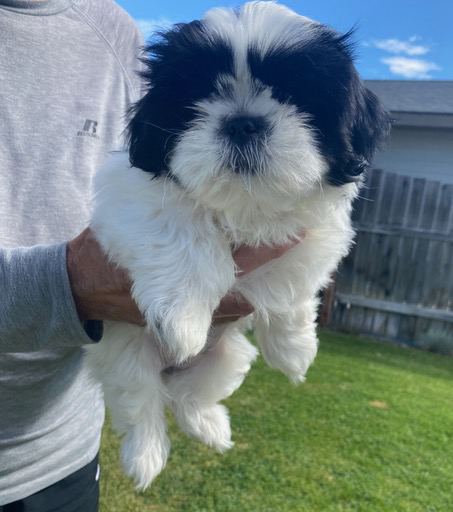 PUREBRED DNA SHIH TZU PUPPIES