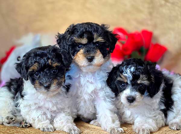 AKC MINIATURE POODLE PUPPIES
