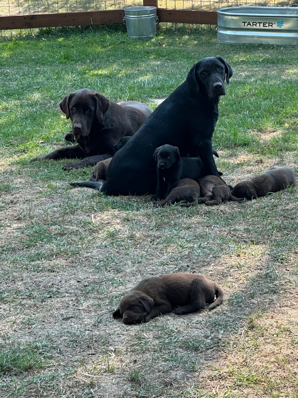 LAB PUPPIES 