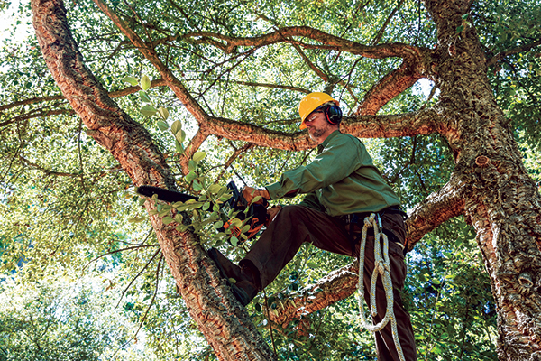 DM TREE SERVICES LLC